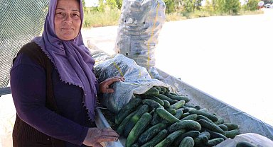 Ata tohumu Karaköy salatalığında hasat başladı