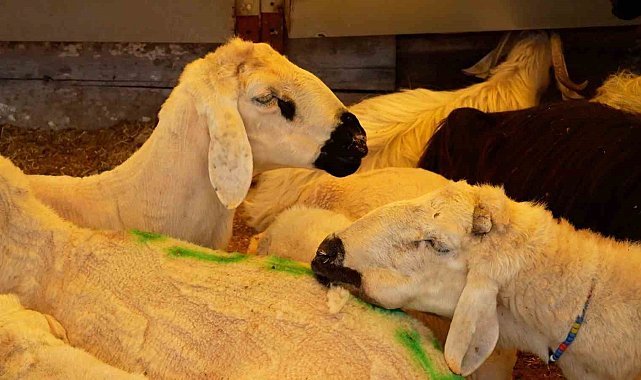 Ataşehir'de kurbanlık satış ve kesim alanları belirlendi