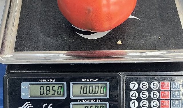 Aydın'da 850 gramlık domates pazarda ilgi gördü