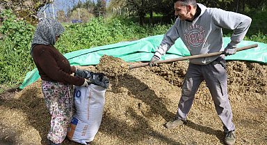 Aydın'da bahar bereketi, yağışlar hayvancılık sektörüne yaradı