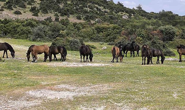 Ayvacık'ta çiftçiler başıboş yılkı atlarından dertli