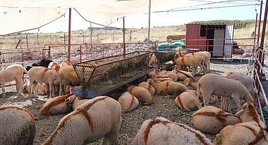 Ayvalık'ta kurban pazarı hizmete açıldı