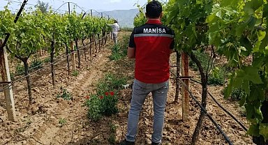 Bağlarda hasat öncesi pestisit denetimi başladı
