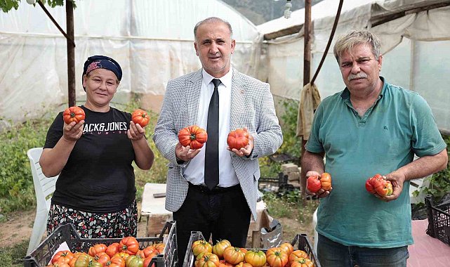 Başkan Kaya, çiftçiler gününde domates hasadına katıldı