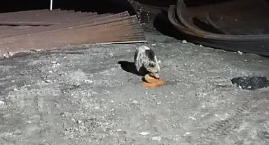 Bayburt'ta köpeklerin kovaladığı ayı yemeğini bırakmadı