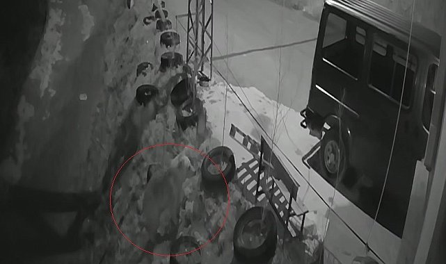Bayburt'ta köye inen aç ayı kurdun tavşanı kovaladığı noktada yiyecek aradı