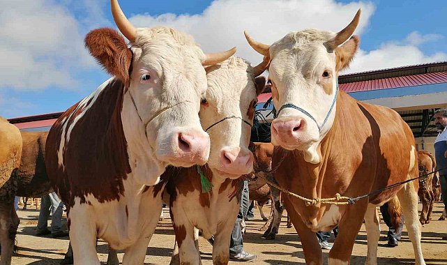 Bayburt'ta kurbanlık satışları bugün başladı