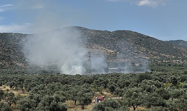 Bayındır'da zeytinlik alanda yangın