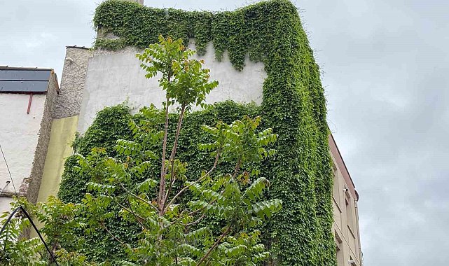 Beton binanın duvarları yeşile döndü