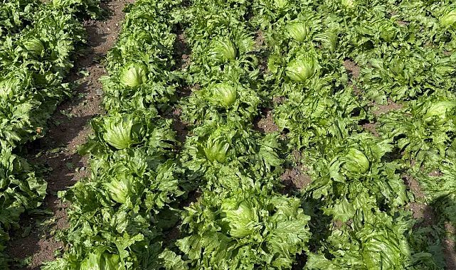 Beypazarı'nda dolu yağışı etkili oldu