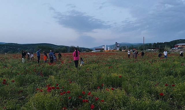 Bingöl'de doğal oluşan gelincik tarlası vatandaşların ilgi odağı oldu