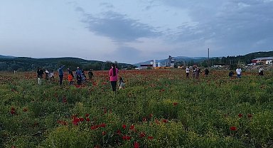 Bingöl'de doğal oluşan gelincik tarlası vatandaşların ilgi odağı oldu
