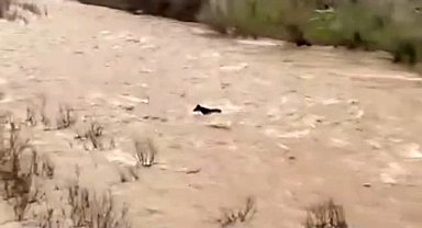 Bingöl'de sel sularına kapılan at ölümden döndü