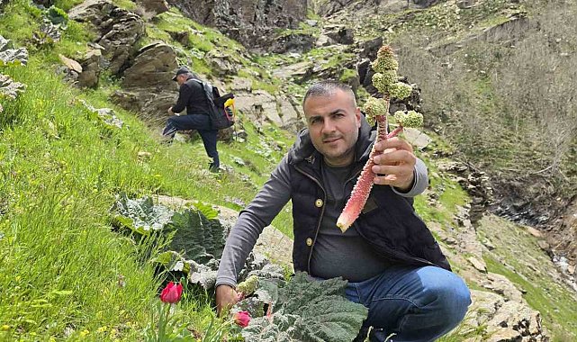 Bitlisliler 'yayla muzu' için dağlara akın etti