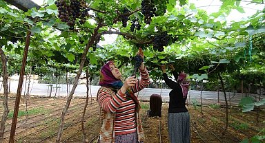 Bölgenin siyah incisi üzümde hasat başladı