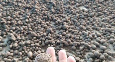 Bozdoğan'da salep hasadı kontrol altında