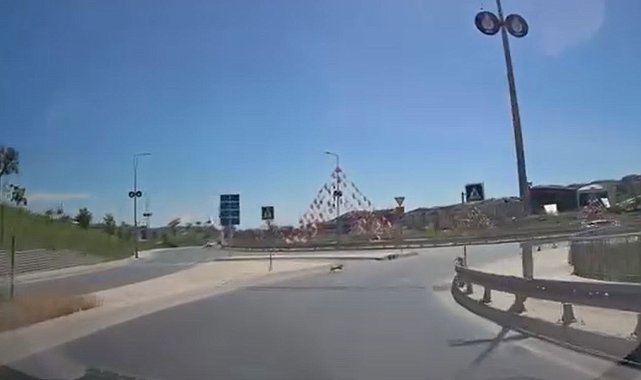 Bu sefer kaçak kurbanlık değil köpek ortalığı birbirine kattı; o anlar kamerada