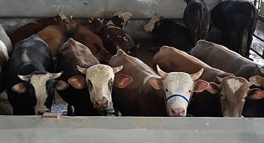 Bursa İnegöl'de kurban pazarı doldu taştı