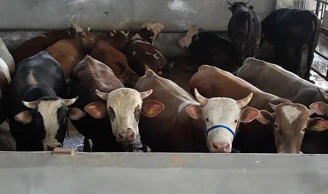 Bursa İnegöl'de kurban pazarı doldu taştı