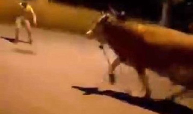 Bursa'da dana paniği