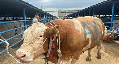 Bursa'da kurbanlık şampiyonu görücüye çıktı: Tam 1,2 ton