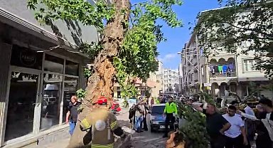 Bursa'da seyir halindeki araçların üzerine ağaç devrildi: 1 kişi yaralandı