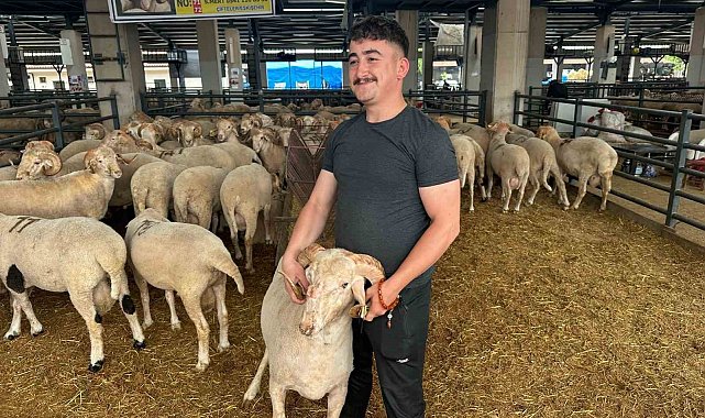 Bursa'daki sıra dışı "gergedan boynuz"lu koç görenleri şaşırtıyor