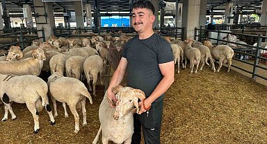 Bursa'daki sıra dışı "gergedan boynuz"lu koç görenleri şaşırtıyor
