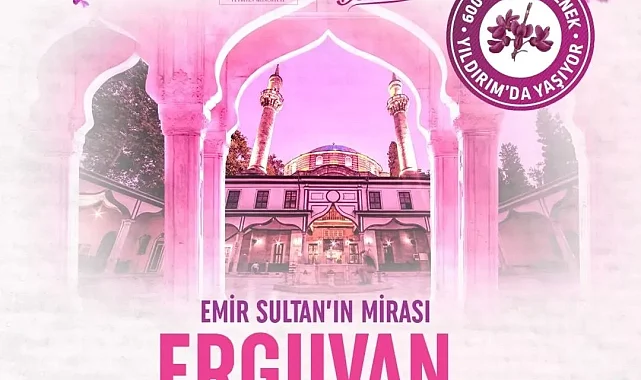 Bursa'da 600 yıllık Erguvan Bayramı geleneği yeniden hayat buluyor