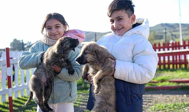 Büyükşehir'den Dikili'ye tam teşekküllü sokak hayvanları kampüsü