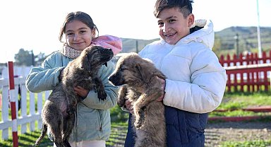 Büyükşehir'den Dikili'ye tam teşekküllü sokak hayvanları kampüsü