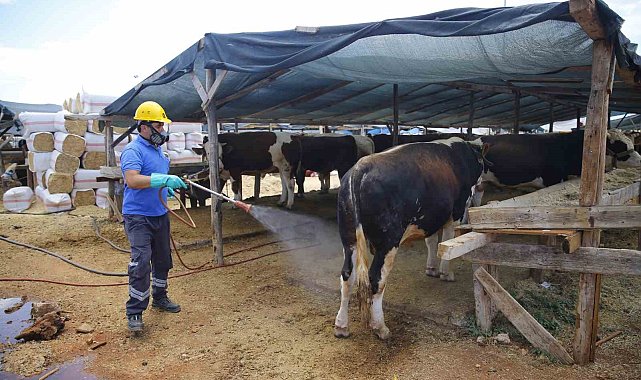 Büyükşehirden 6 farklı noktada ücretsiz kurban kesim hizmeti