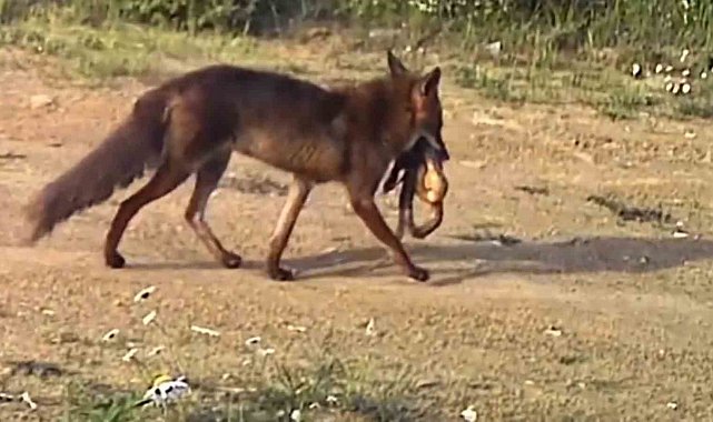 Çakal ağzındaki yılanla görüntülendi
