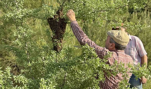 Çanakkale'de yavru arı bolluğu arı üreticilerinin yüzünü güldürdü