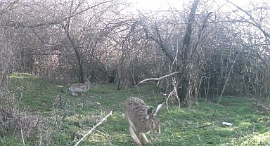 Çankırı'da yaban hayatı kamerada