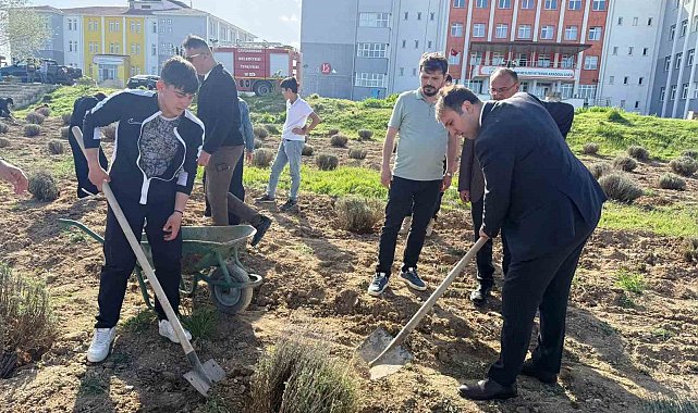 Çavdarhisar'da öğrenciler okulun tarım alanına lavanta fidanı dikti