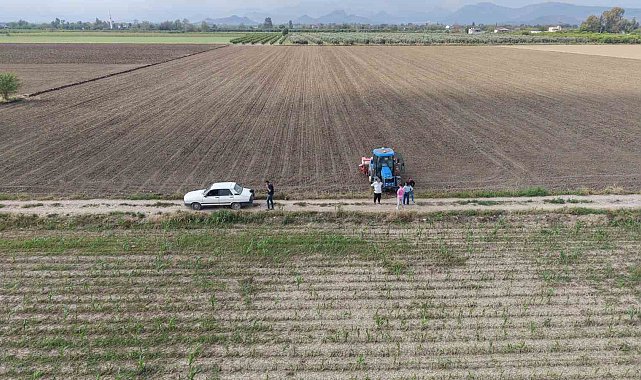 Çukurova'da arazilerini dolu vuran üretici mısırı söküp ayçiçeğine yöneldi
