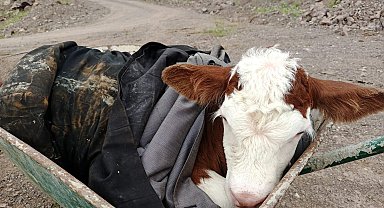 Dağda bulduğu yeni doğmuş buzağıyı sahibine ulaştırdı