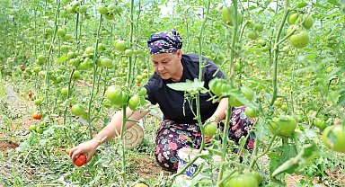 Dangalak domatesin hasadı başladı