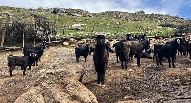 Denizli'de küçükbaş hayvancılık yetiştiriciliği giderek azalıyor