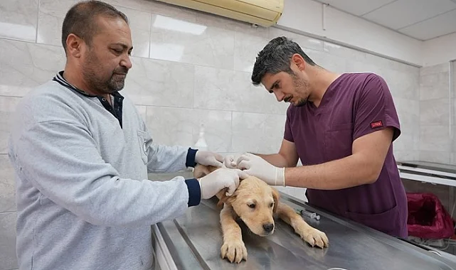 Denizli'de sokak hayvanlarına kalıcı çözüm hamlesi