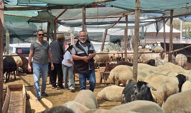 Didim'de kurbanlıklar satışta