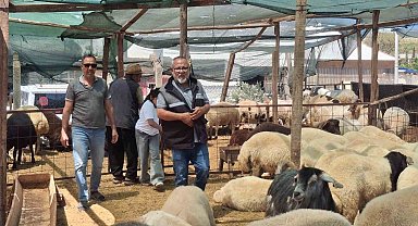 Didim'de kurbanlıklar satışta
