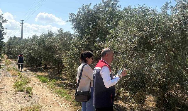 Didim'de zeytin verim tespit çalışmaları başladı