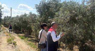 Didim'de zeytin verim tespit çalışmaları başladı