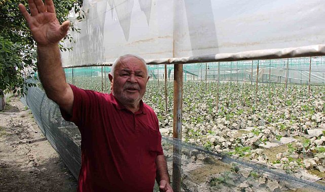 Diktiği binlerce kök fidesi sel sonrası çürüyen çiftçi: "Bu afet Allah'tan geldi, boynumuz kıldan ince"