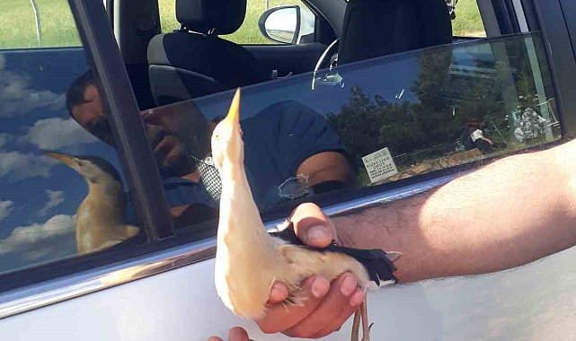 Diyarbakır'da bulunan yaralı balaban kuşu tedavi altına alındı