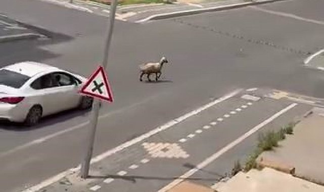 Diyarbakır'da kaçan kurbanlık trafiğin altını üstüne getirdi