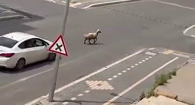 Diyarbakır'da kaçan kurbanlık trafiğin altını üstüne getirdi