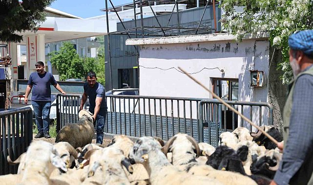 Diyarbakır'dan şehir dışına kurbanlık sevki devam ediyor